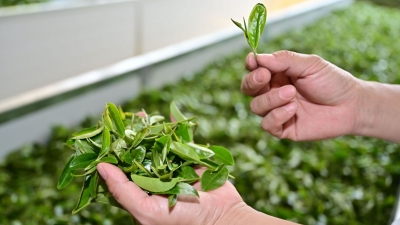 “金叶子”导向“致富路”！蕉岭万亩春茶喜忙采茶人