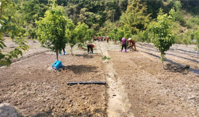 每亩将获得投资收益约4000元！大埔县光德镇仙草种植示范点启动