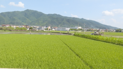 春耕生产忙 充盈“米袋子”！蕉岭县春播粮食面积近7.2万亩完成率达101.6%