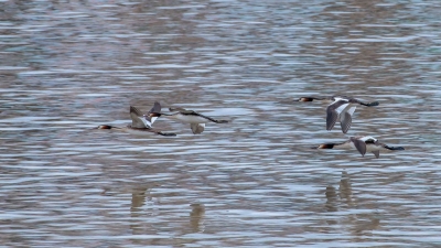 会“凌波微步”！梅州来了新访客，名叫“䴙䴘”，你会读吗？