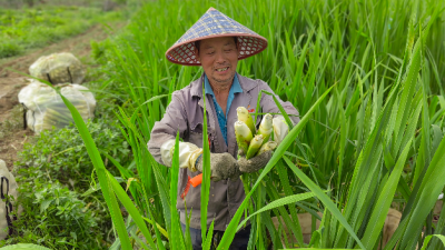 碧绿茭白，丰收！