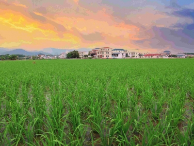 寿乡蕉岭·桂花