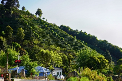 一抹茶香，撬动一个绿色产业！梅江区做好“茶文章”打造乡村振兴新风景