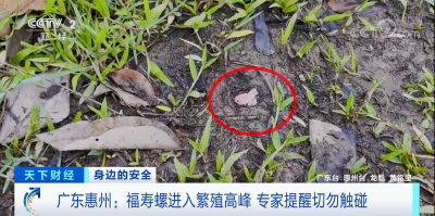 千万别碰！多地“福寿螺”泛滥，专家提醒→