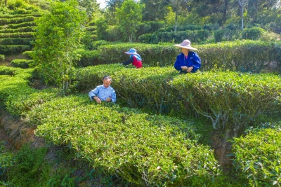 记者走基层丨致富路上茶香浓！蕉岭县南磜镇多宝村依托“党建+茶产业”以茶兴农富农