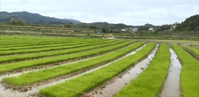 春种春播面积超16.22万亩！丰顺超额完成今年春耕生产任务