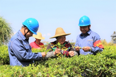 电力满格，春茶飘香！
