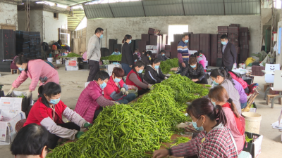 蕉岭文福辣椒，丰收上市！
