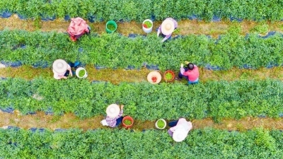 “椒”出丰收答卷！蕉岭县文福镇这一产业“火辣辣”！