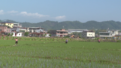 平远县扎实推进春耕春种 生产形势总体向好