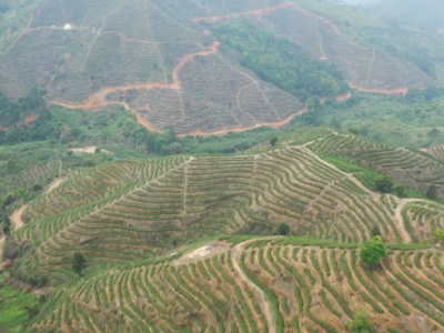 “党建+”跑出产业振兴发展“加速度”！五华县棉洋镇小茶叶书写富民兴村大文章