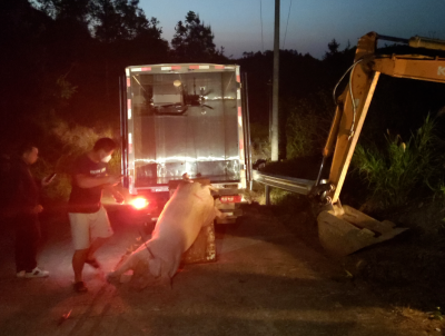 五华一村民“丢”了猪，却被罚3000元！原因是...