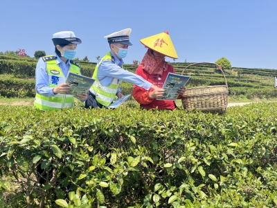 安全出行和春茶采摘两不误！他们把交通安全知识带到茶园里...