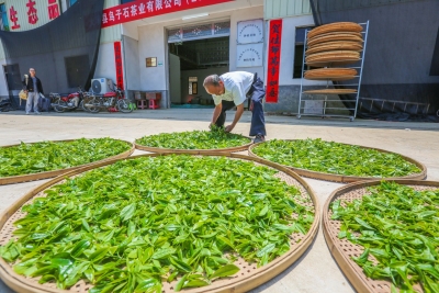  产业链上建支部 乡村振兴聚合力！大埔县扎实开展抓党建促乡村振兴示范县创建工作