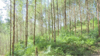 政策性森林综合保险，为梅县区林业经济撑起“保护伞”！