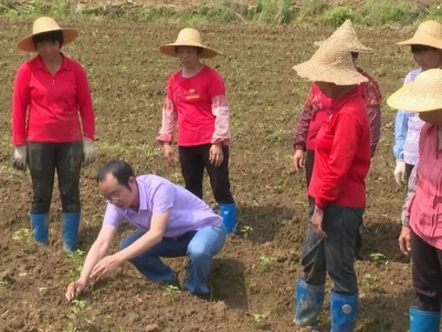为农作物“问诊把脉”！平远县积极组织农业技术人员将课堂“搬”到田间地头