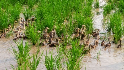 “鸭稻CP”强势出道！就在梅县区成山村...