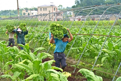 烟叶成熟季！平远“绿色烘烤忙”
