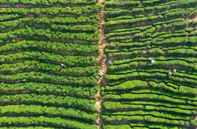 寿乡蕉岭·桂花