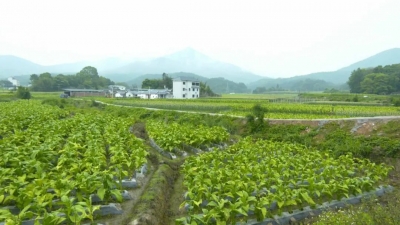 平远：万亩金叶成熟时 绿色烘烤“火力开”