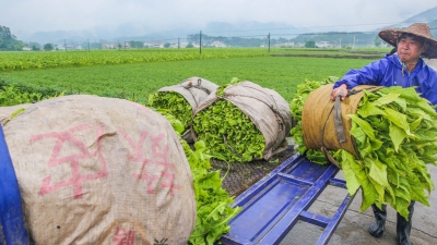 “黄金叶”丰收！蕉岭县石峰村这样敲开“致富门”