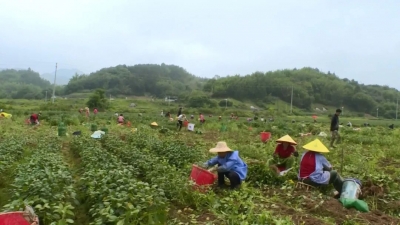 强降雨来袭！丰顺黄金镇：及时抢收农作物 减少种植户损失