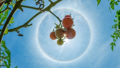 快看！太阳戴“美瞳”啦→