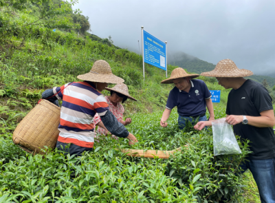 科技助力“嘉应茶”发展！省农科院农村科技特派员再次来到梅江区西阳镇...