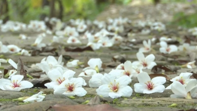 麓湖山景区限定版“雪景”，你邂逅了吗？