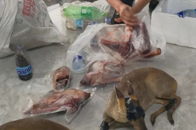 非法收购、出售“黄猄”，这名男子在蕉岭被抓！