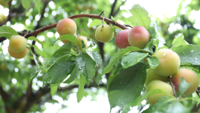 特色水果“出圈”，是梅县区潭江村致富“黄金果”！