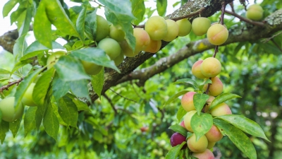 酸酸甜甜就是“李”！