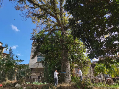 红色交通线上这3株百年古树挂牌啦！好好保护它们