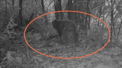 “大圣”归来！28年前放归五华七目嶂的猕猴再次出现