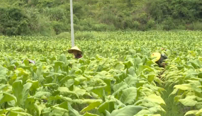 绿叶变“金叶”，梅县8571亩烟叶丰收！