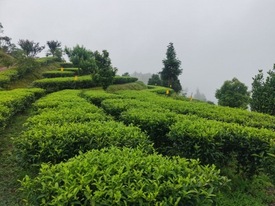 为富硒茶“带盐”！梅州6家茶企获授使用“梅州硒茶”标志