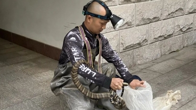 长约四米！眼镜王蛇“造访”梅城一食堂，警民联手...