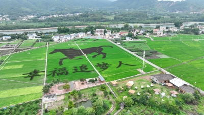 五彩稻田、观光小火车，等你来打卡！蕉岭撂荒地满绿复活“又逢春”！