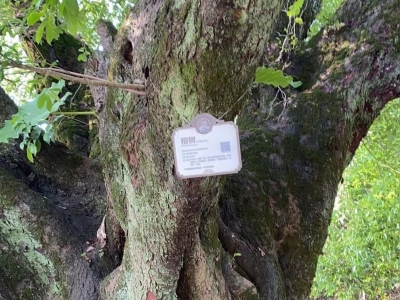 蕉岭挂牌保护386株古树名木，让每一株都枝繁叶茂！