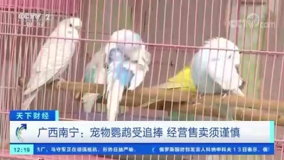 宠物鹦鹉受追捧！注意：可能一不小心就违法了