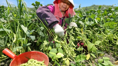 “荒地”变“良田”！丰顺建桥镇“小毛豆”结出“金豆子”→