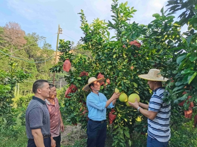 情系大埔枫朗乡村！他一心扑在了驻镇帮镇扶村工作上...