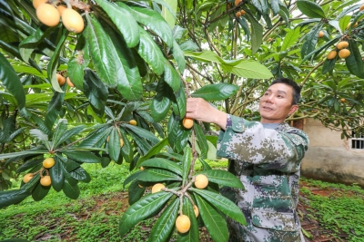 劳动者风采丨“十分扎”！他用勤劳，把“娇气”枇杷果变成“硬核”致富果！