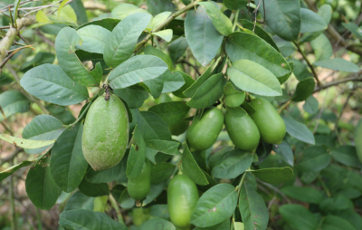 青翠欲滴！梅县区新东村的香水柠檬让人“上头”...