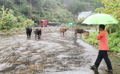 牛牛高速“散步”，临时“牛倌”上线！