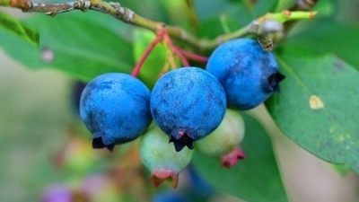 “莓”好生活，“蓝”不住！一起尝鲜！