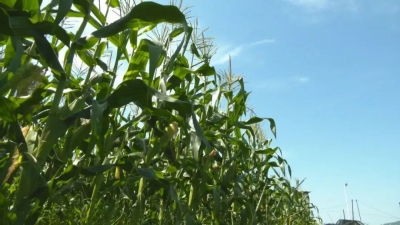 平远县做好雨后田间管理 确保农作物长势良好