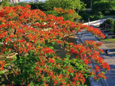 梅州五月天，满城飞出红“凤凰”！