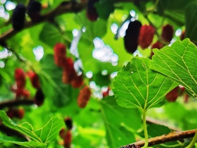 客家人端午时节食用草药