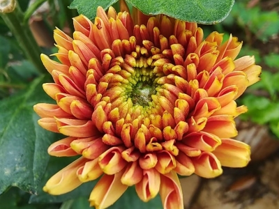  八旬老太漂洋过海来追星